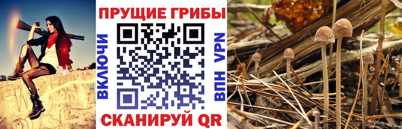 закладки  Реутов  Псилоцибиновые грибы мицелий 